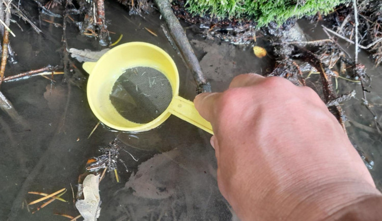 Záchrana vymírající populace mihulí v Jeseníkách. Odchov larev byl i letos úspěšný