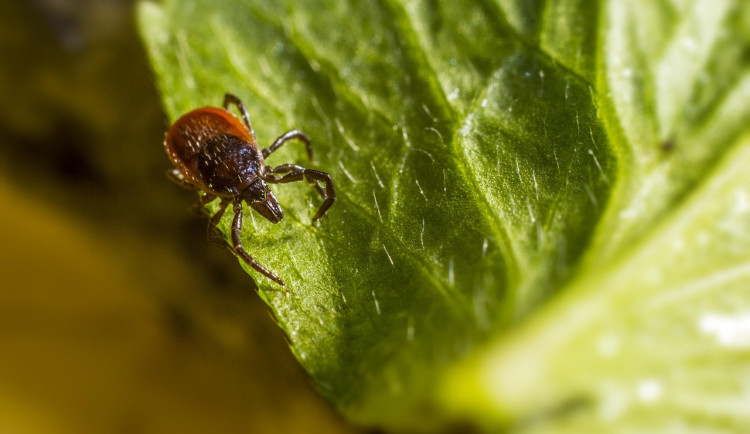 V kraji je potvrzeno 200 případů lymeské boreliózy, méně než v předchozích letech