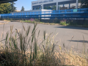 Trávníky ve města zaplavuje ječmen myší, psům může způsobit vážné problémy