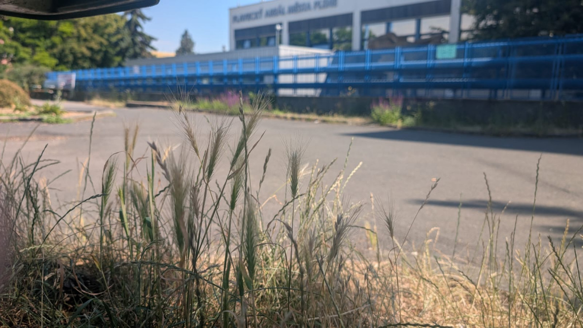 Trávníky ve města zaplavuje ječmen myší, psům může způsobit vážné problémy