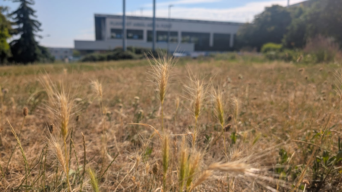 Trávníky ve města zaplavuje ječmen myší, psům může způsobit vážné problémy