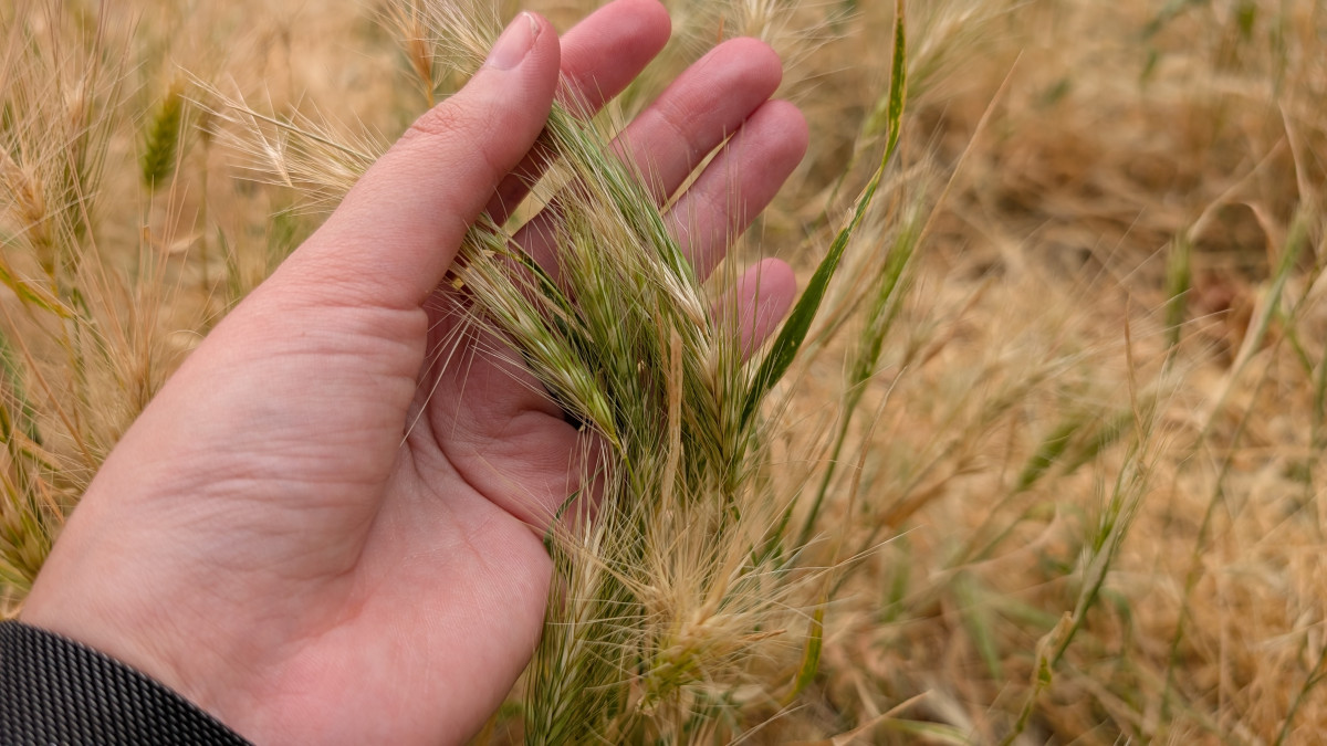 Trávníky ve města zaplavuje ječmen myší, psům může způsobit vážné problémy