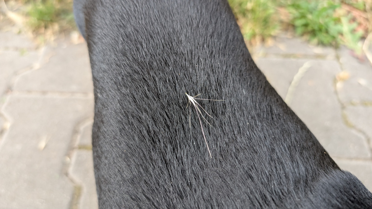 Trávníky ve města zaplavuje ječmen myší, psům může způsobit vážné problémy