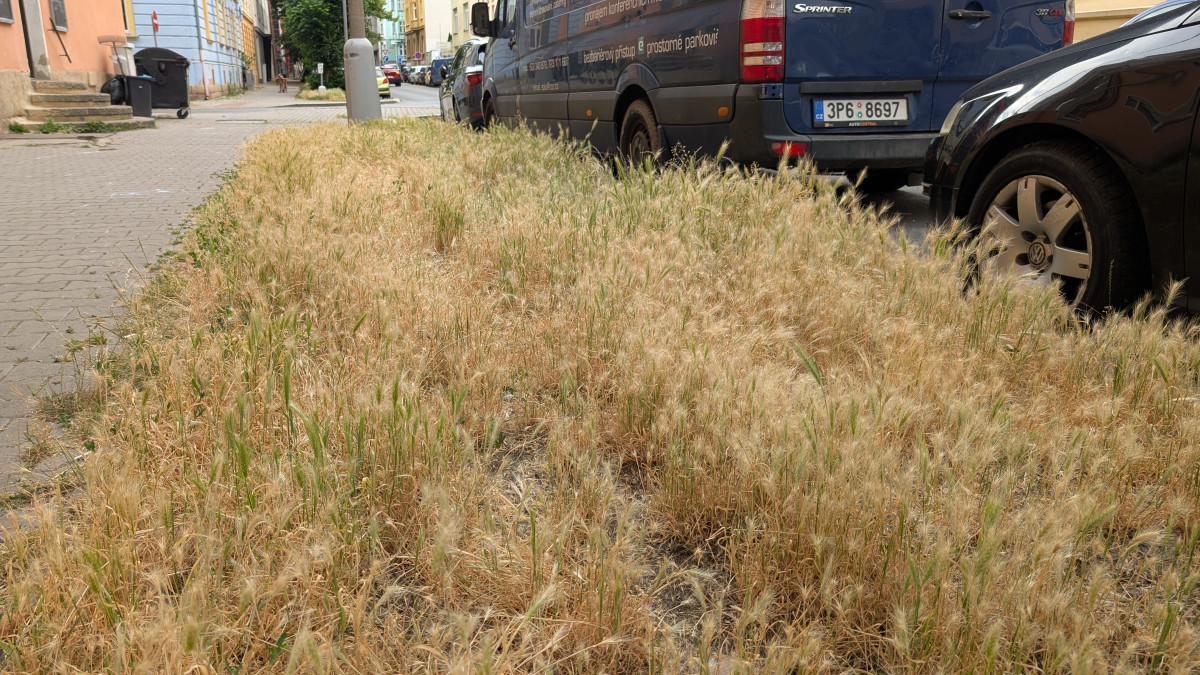 Trávníky ve města zaplavuje ječmen myší, psům může způsobit vážné problémy