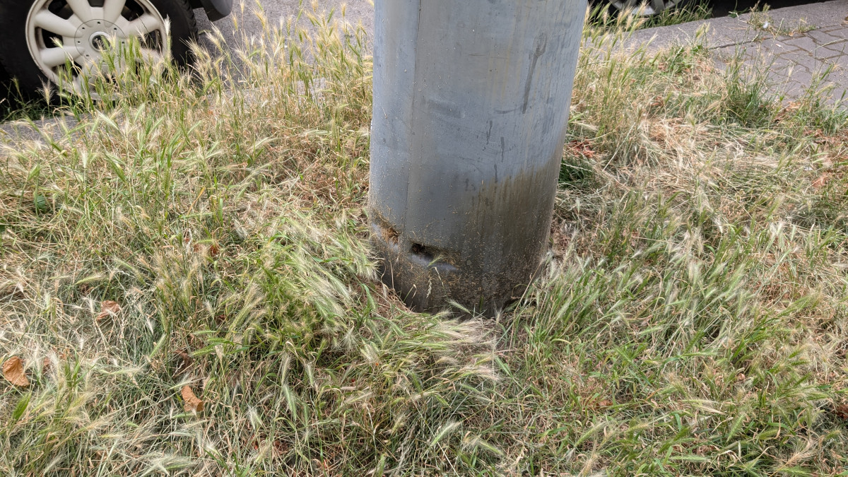 Trávníky ve města zaplavuje ječmen myší, psům může způsobit vážné problémy