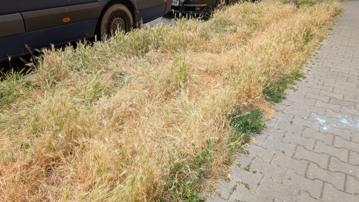 Trávníky ve města zaplavuje ječmen myší, psům může způsobit vážné problémy