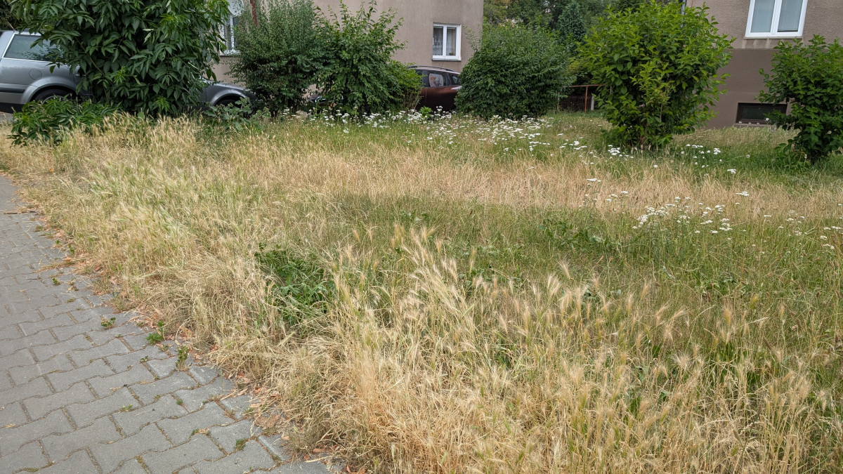 Trávníky ve města zaplavuje ječmen myší, psům může způsobit vážné problémy