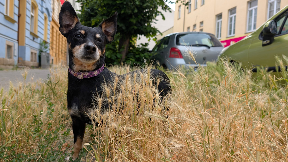 Trávníky ve městě zaplavuje ječmen myší, psům může způsobit vážné problémy