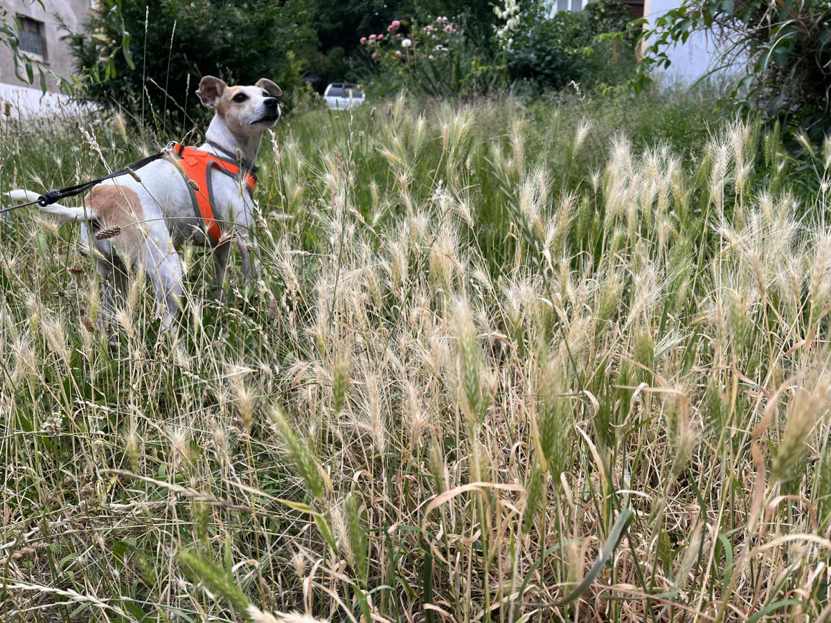 Trávníky ve městě zaplavuje ječmen myší, psům může způsobit vážné problémy