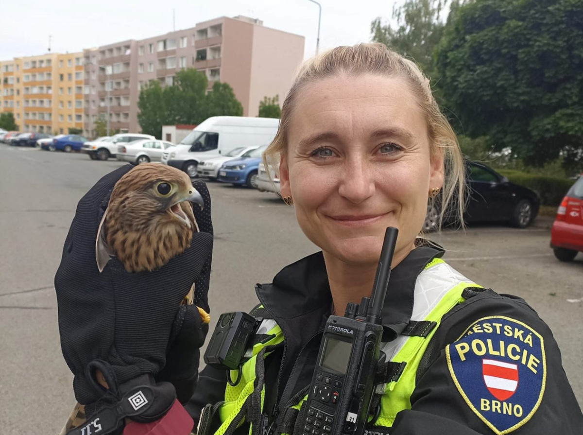VIDEO: Poštolka v nouzi. V Bystrci ji odchytla zkušená strážnice