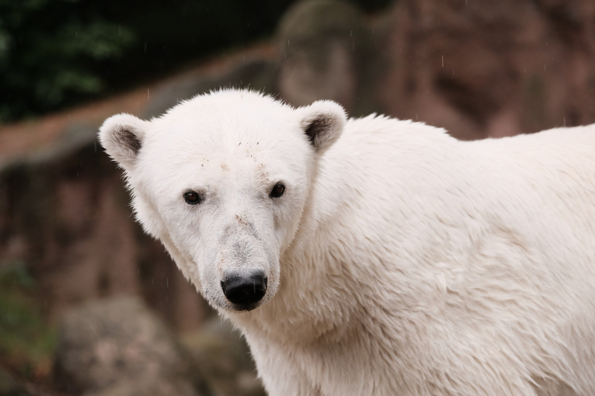 FOTO: Cora se dočkala. Milovaná lední medvědice z Brna si užívá výběh i bazén
