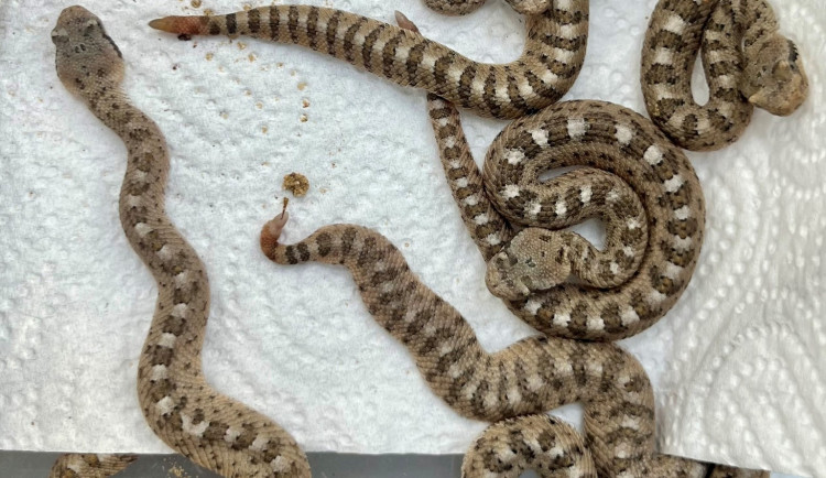 Zoo Plzeň má poprvé mláďata unikátních chřestýšů, chová je jako jediná mimo USA