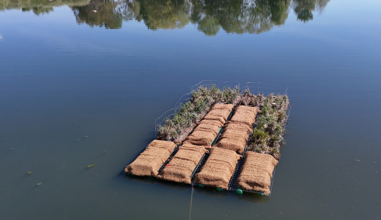 Plovoucí ostrov pomůže desítkám vzácných druhů ptáků, třeba potápkám nebo motákům