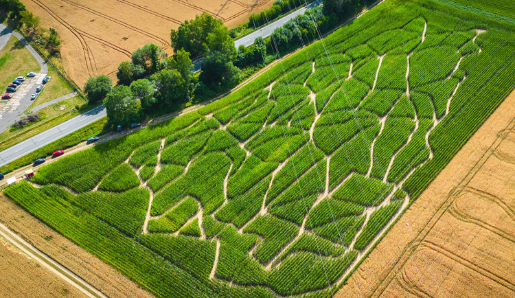 Unikátní bludiště v kukuřici má bezmála dva kilometry chodeb a ukrývá řadu hádanek