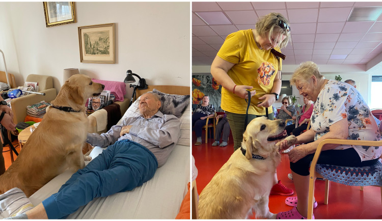 Zlatý retrívr Cid dělá radost v domově seniorů, pomáhá klientům s demencí či Alzheimerem