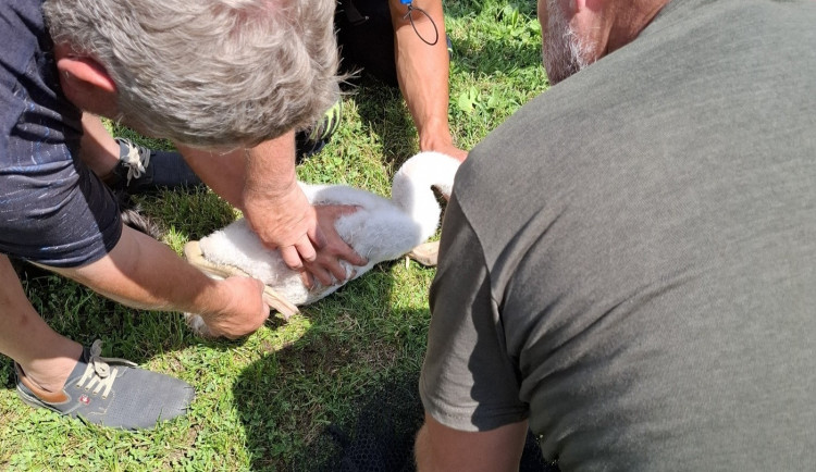 Labuť v nesnázích. Na Oborníku v Zábřehu hasiči zachraňovali mládě zamotané do vlasců