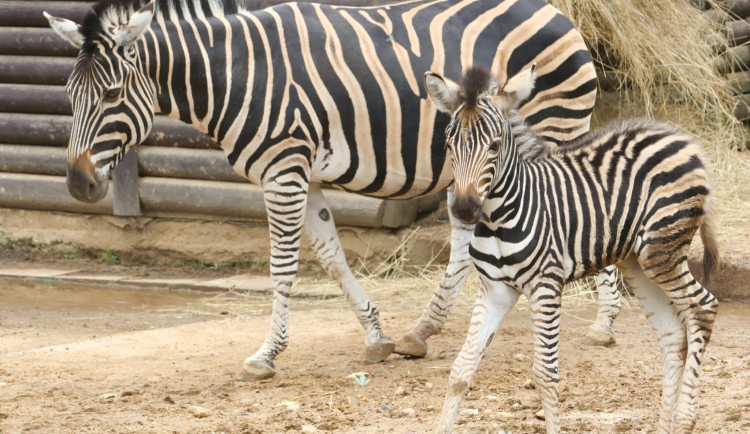 V hodonínské zoo se narodilo zebří mládě, má se čile k světu