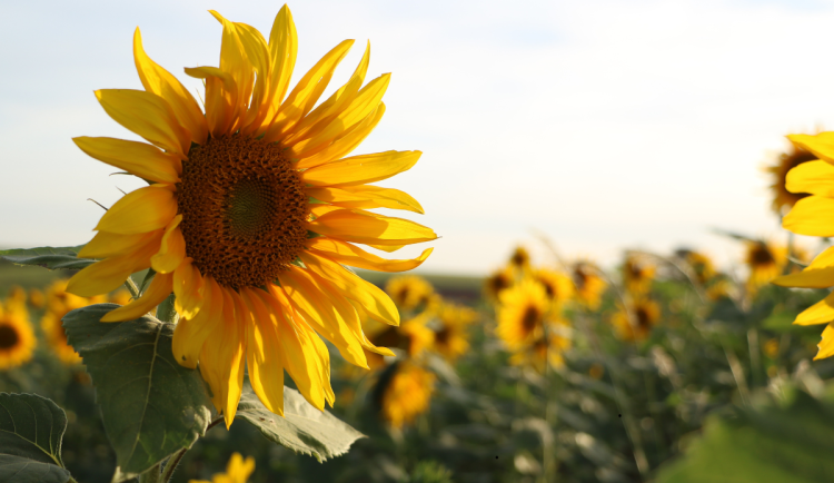 Na víkend se vrátí letní počasí. V hradeckém kraji naměříme až 31 stupňů