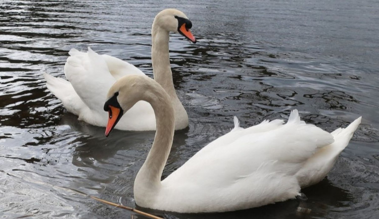 Do případu 150 zmizelých labutí nevnesla více světla ani velmi očekávaná pitva