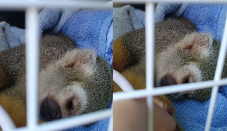 Opičku v jindřichohradecké zoo někdo krmil čokoládou. Trpící zvíře museli utratit