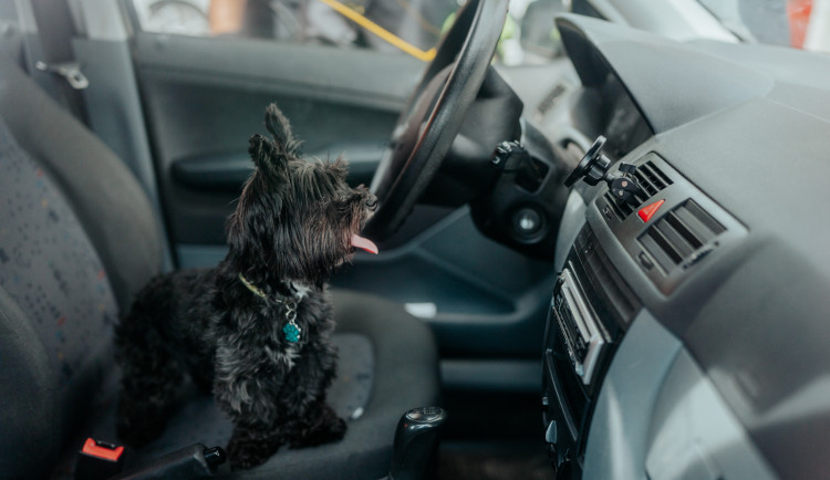 Pes Tymián zůstal zavřený v rozpáleném autě, zoufalá majitelka volala o pomoc hasiče