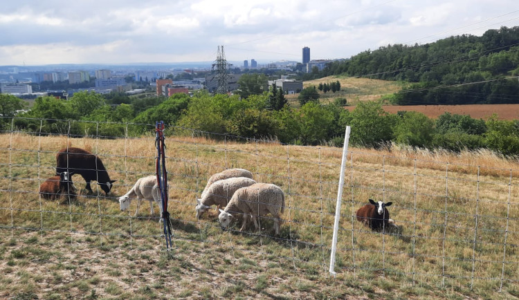 Ovečky místo sekaček. V Brně zvířata pomáhají s péčí o přírodu