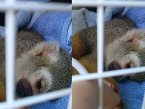 Návštěvník krmil opičku čokoládovou tyčinkou. Zoo hledá svědky