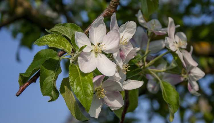 Město rozdá lidem ovocné stromy, termín pro podání žádostí brzy skončí