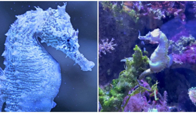 Akva Tera má poprvé mláďata mořských koníků, jejich příchod na svět zachytili na video