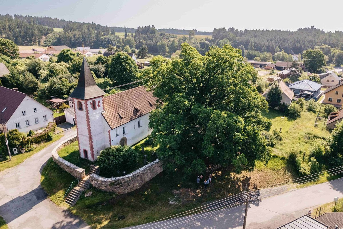 Pamatuje ještě třicetiletou válku, kostelní dub teď usiluje o cenu v anketě Strom roku