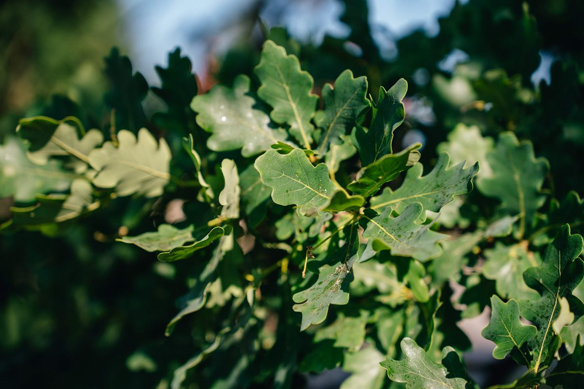 Pamatuje ještě třicetiletou válku, kostelní dub teď usiluje o cenu v anketě Strom roku