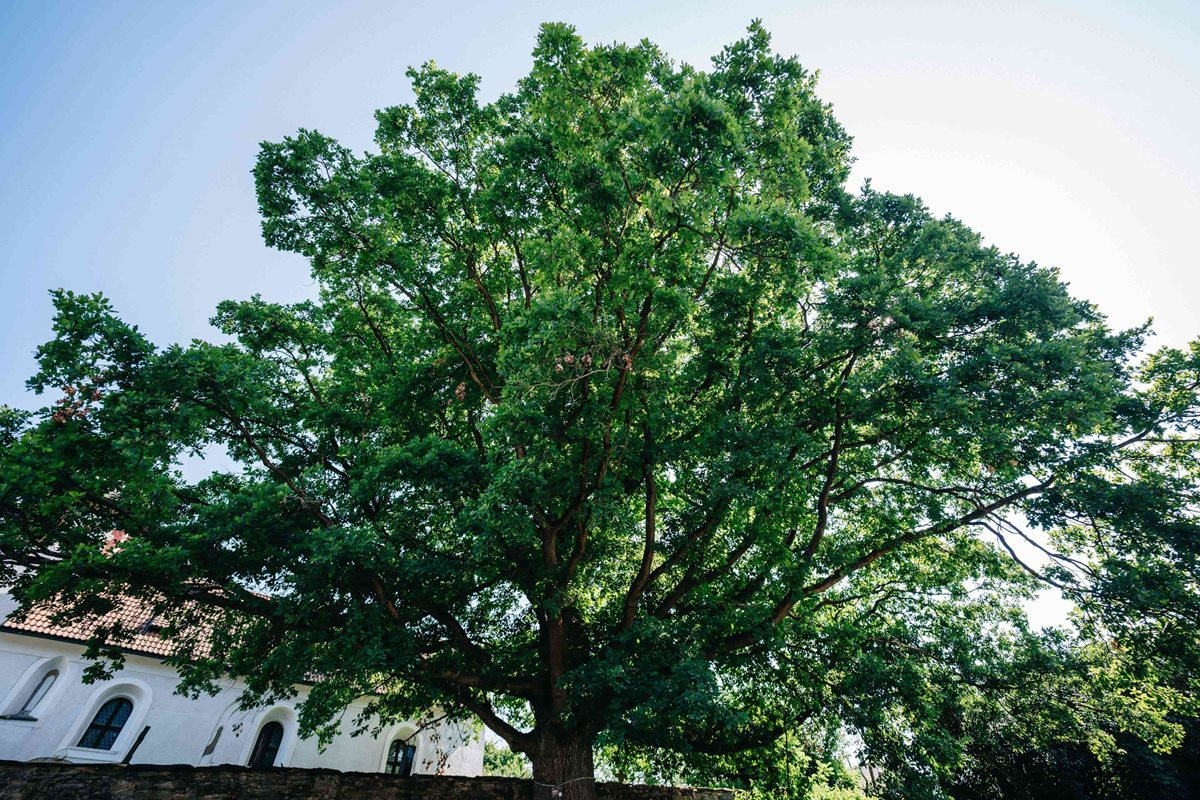 Pamatuje ještě třicetiletou válku, kostelní dub teď usiluje o cenu v anketě Strom roku