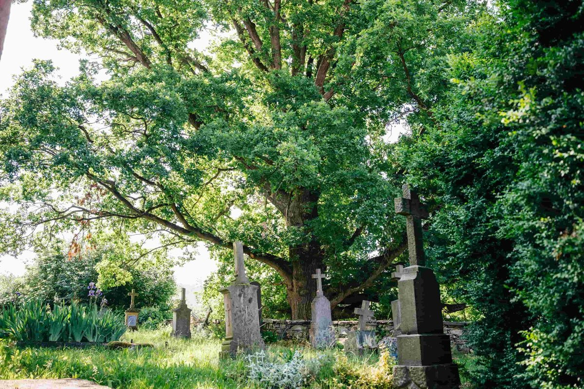 Pamatuje ještě třicetiletou válku, kostelní dub teď usiluje o cenu v anketě Strom roku