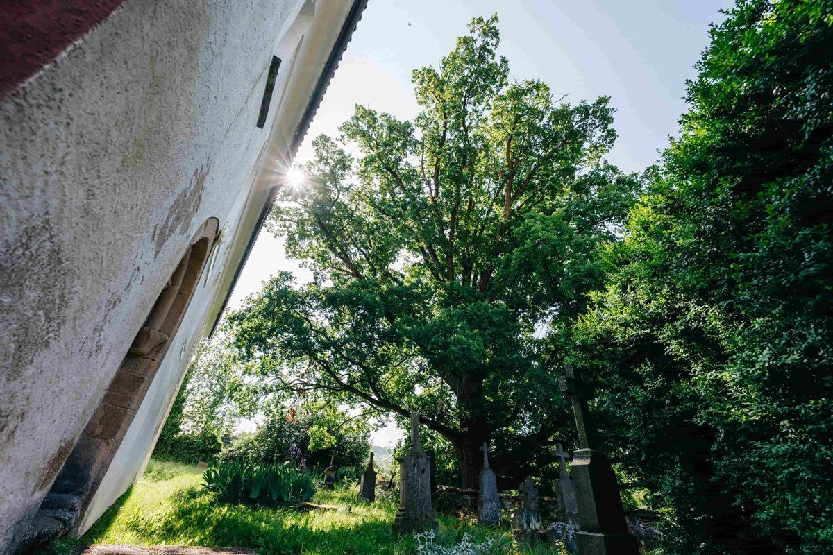 Pamatuje ještě třicetiletou válku, kostelní dub teď usiluje o cenu v anketě Strom roku
