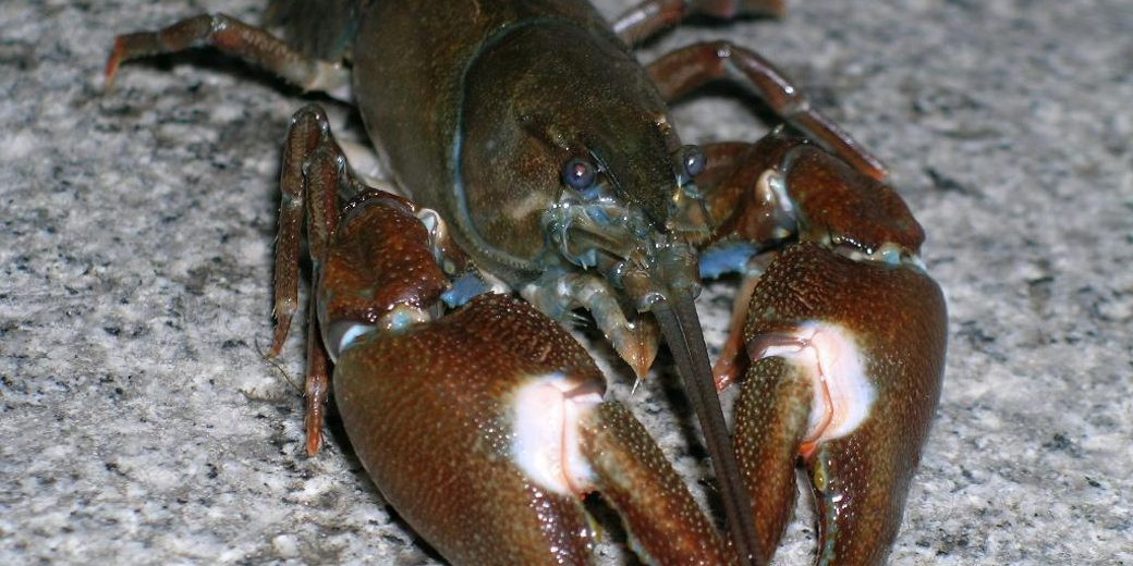 rak signální, foto: Martin Čížek