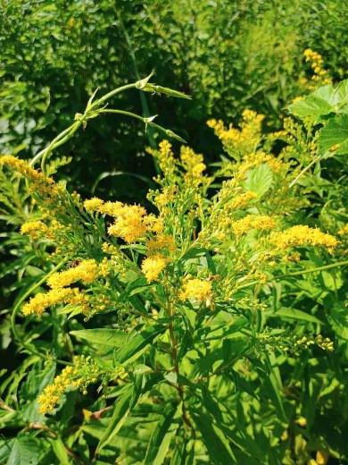 zlatobýl kanadský, foto: Martin Sobala