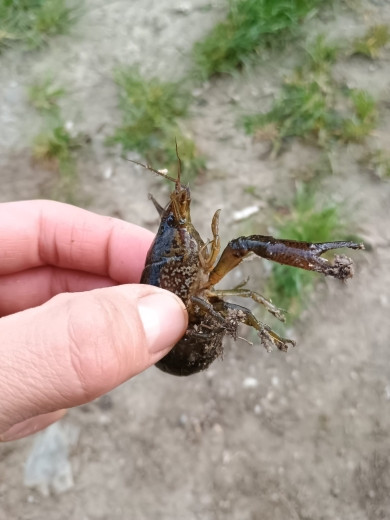 rak mramorovaný, foto: Martina Vočadlová