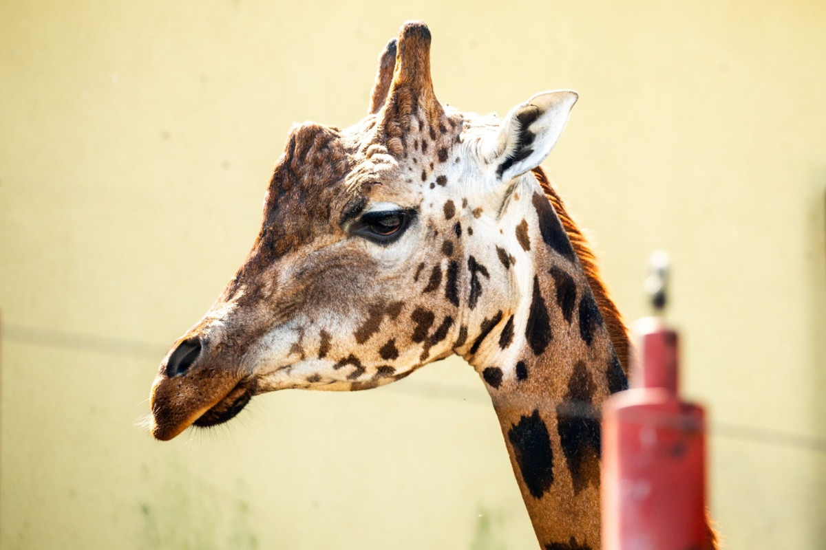 Ostravská zoo dočasně pečuje o samce žirafy z Liberce, slibuje si od něj mláďata