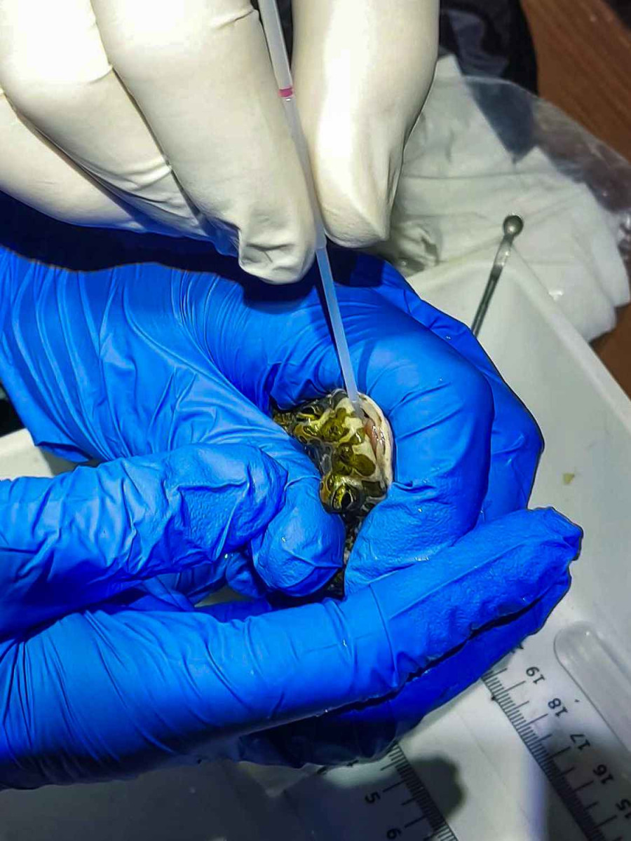 Ve Fakultní nemocnici zpívají ropuchy zelené. Menší populace si oblíbila zdejší fontánu