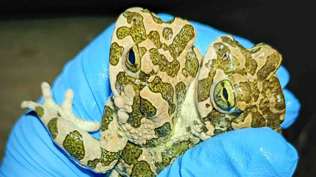 Ve Fakultní nemocnici zpívají ropuchy zelené. Menší populace si oblíbila zdejší fontánu