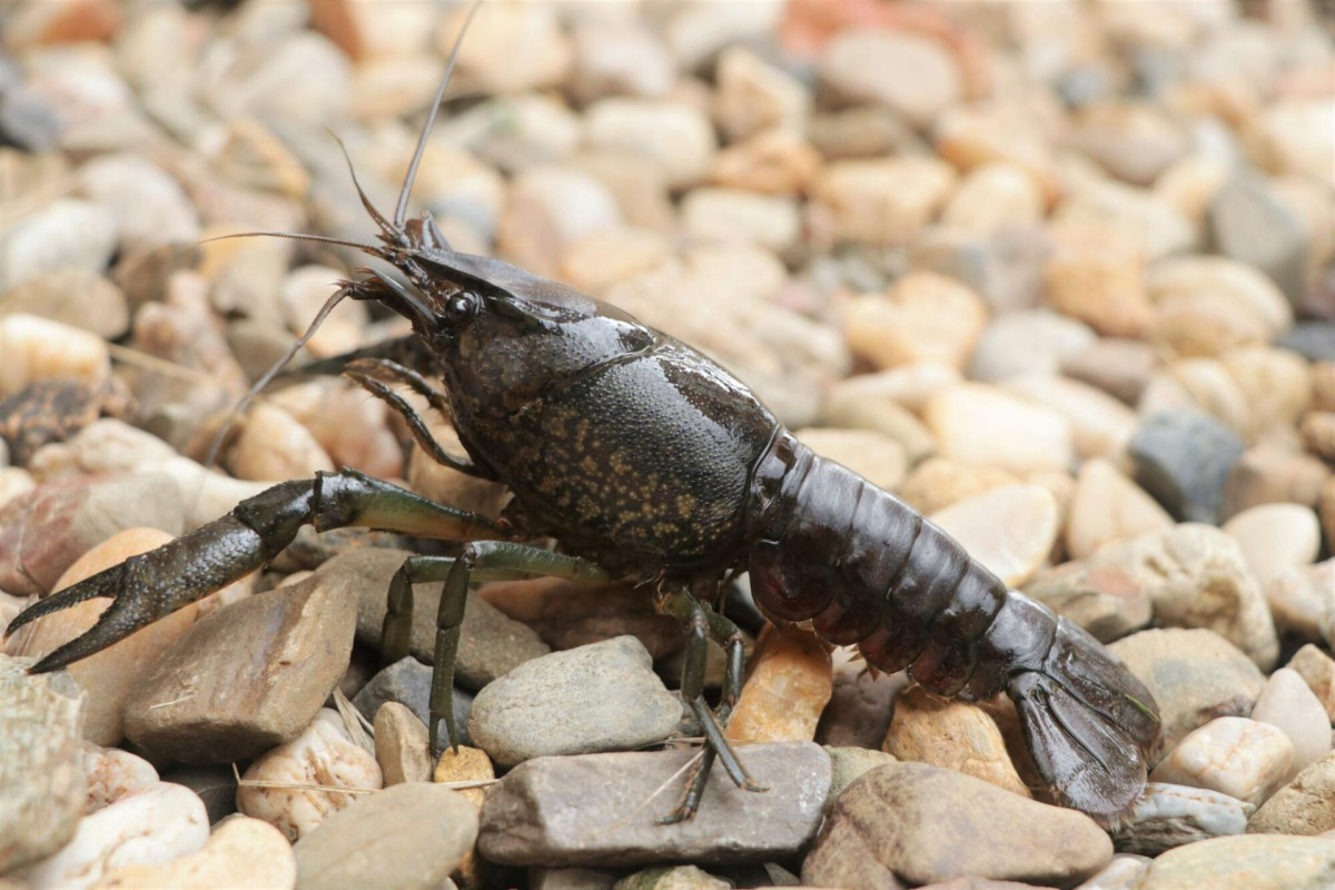 Rak mramorovaný je jedním z nejobávanějších invazních druhů živočichů, kterého aktuálně v Evropě máme.