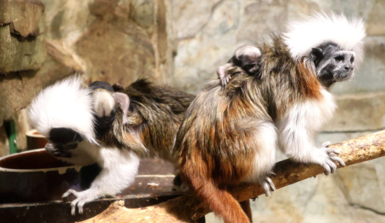 Hodonínská zoo slaví přírůstky, přišla na svět dvojčata tamarínů pinčích