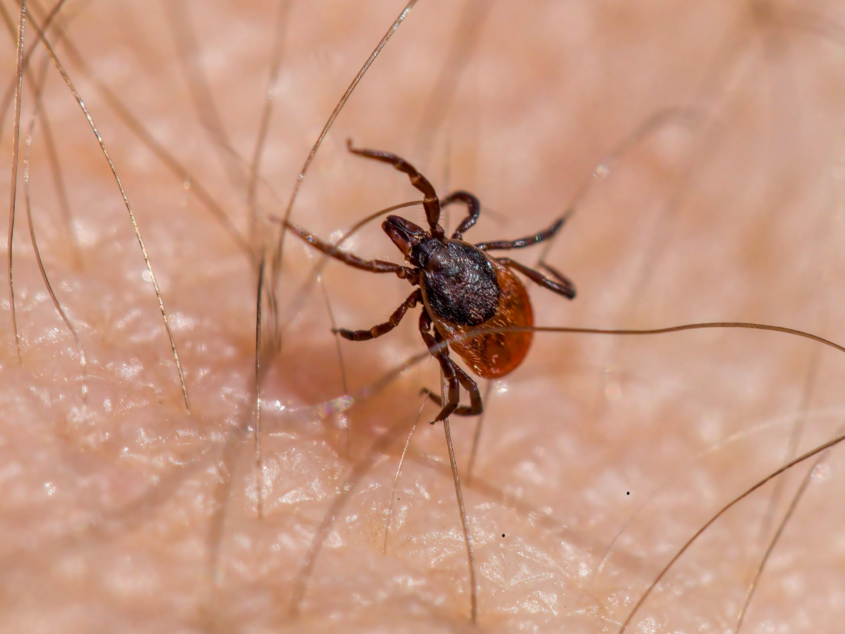Klíšťata mají pré. Případů lymeské borreliózy na jihu Moravy raketově přibývá
