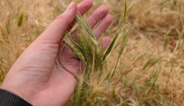 Problémový ječmen jde komplet pryč. Centrální obvod začal třetí letošní seč