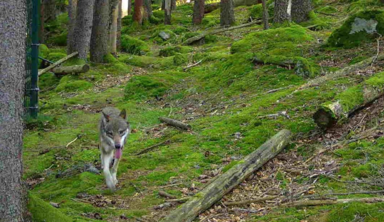 Dron s termokamerou počítal vlky v šumavském výběhu. Našel jich devět ze třinácti