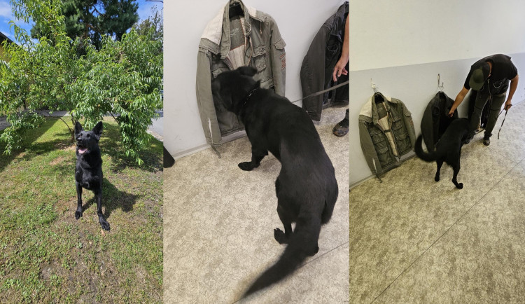 Už 142 nálezů drog mají letos na svém kontě policejní psi v Plzeňském kraji