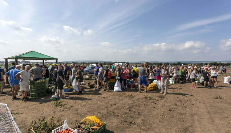 Nával na polích s melouny či cibulí. O víkendu startuje samosběr zeleniny u Olomouce