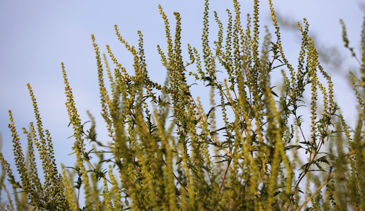 Alergiky zlobí ambrózie, sezóna s těmito pyly teď zrovna vrcholí