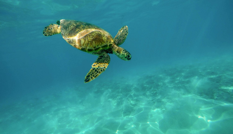 Projekt plzeňských vědců pomáhá sledovat a chránit ohrožené druhy zvířat