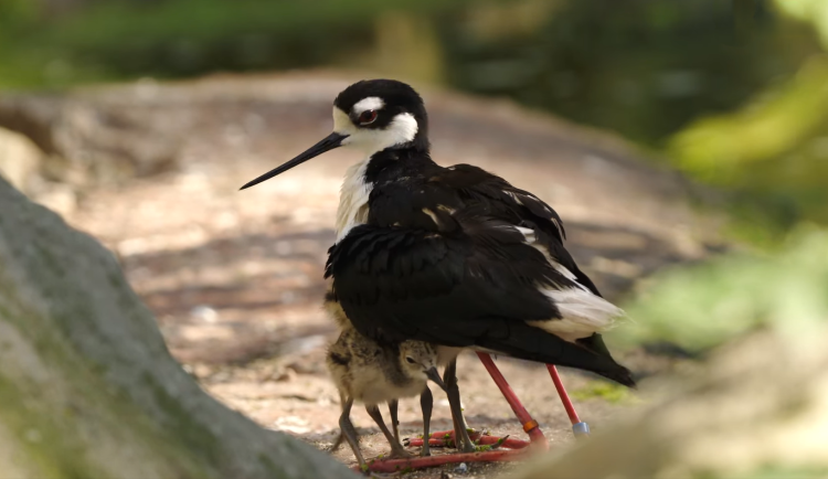 Úspěšné ptačí odchovy v Ostravě, mají tam i opeřence, co vypadá jako maličký čáp